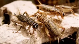 Cara Ternak Jangkrik untuk Pemula