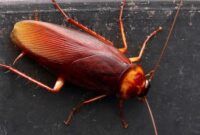 Apakah Kecoa Hewan Paling Bersih