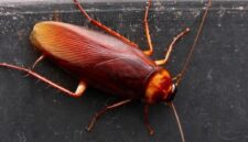 Apakah Kecoa Hewan Paling Bersih
