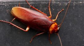 Apakah Kecoa Hewan Paling Bersih
