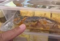 Kronologi Penolakan MBG Lele Mentah