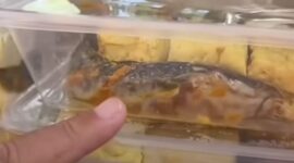 Kronologi Penolakan MBG Lele Mentah