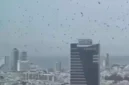 Ribuan Burung Gagak Berputar-Putar di Kota Israel