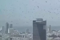 Ribuan Burung Gagak Berputar-Putar di Kota Israel