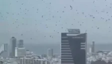 Ribuan Burung Gagak Berputar-Putar di Kota Israel