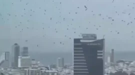 Ribuan Burung Gagak Berputar-Putar di Kota Israel