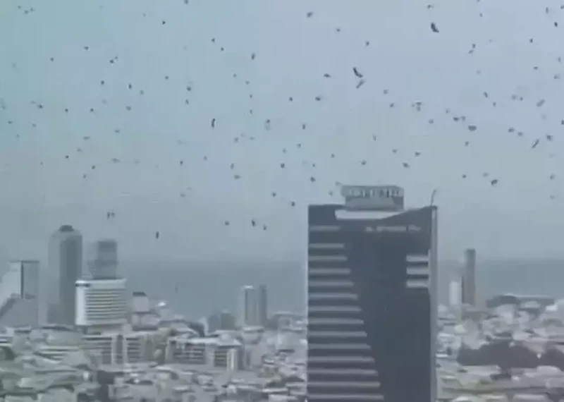 Ribuan Burung Gagak Berputar-Putar di Kota Israel