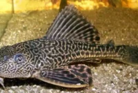 Apakah Ikan Sapu-Sapu Bisa Dimakan