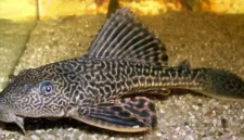 Apakah Ikan Sapu-Sapu Bisa Dimakan