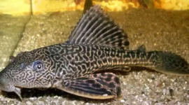 Apakah Ikan Sapu-Sapu Bisa Dimakan