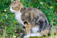 Cara Agar Kucing Tidak Berak Sembarangan