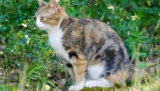 Cara Agar Kucing Tidak Berak Sembarangan