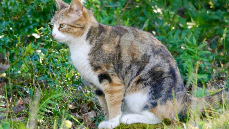 Cara Agar Kucing Tidak Berak Sembarangan