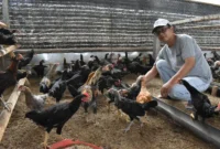 Cara Ternak Ayam Kampung Cepat Panen