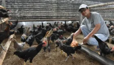 Cara Ternak Ayam Kampung Cepat Panen