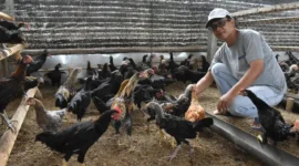 Cara Ternak Ayam Kampung Cepat Panen