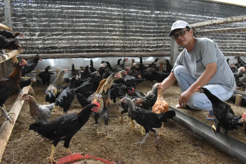 Cara Ternak Ayam Kampung Cepat Panen