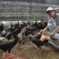 Cara Ternak Ayam Kampung Cepat Panen