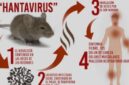 Apa Itu Hantavirus?