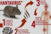 Apa Itu Hantavirus?
