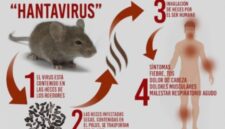 Apa Itu Hantavirus?