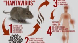 Apa Itu Hantavirus?