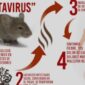 Apa Itu Hantavirus?