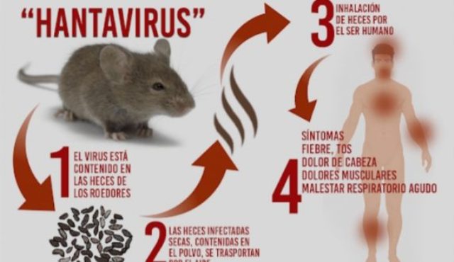 Apa Itu Hantavirus?