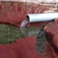 Cara Ternak Cacing Sutra