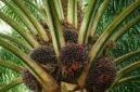 Kenapa Harga Sawit Turun Drastis