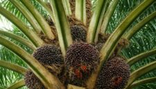 Kenapa Harga Sawit Turun Drastis
