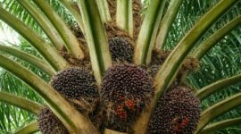 Kenapa Harga Sawit Turun Drastis