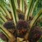 Kenapa Harga Sawit Turun Drastis