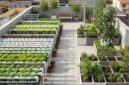 Bagaimana Urban Farming Bisa Menjadi Langkah Awal yang Baik Bagi Milenial yang Tinggal di Perkotaan untuk Memulai Karir di Green Jobs?