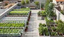 Bagaimana Urban Farming Bisa Menjadi Langkah Awal yang Baik Bagi Milenial yang Tinggal di Perkotaan untuk Memulai Karir di Green Jobs?