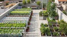 Bagaimana Urban Farming Bisa Menjadi Langkah Awal yang Baik Bagi Milenial yang Tinggal di Perkotaan untuk Memulai Karir di Green Jobs?