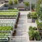 Bagaimana Urban Farming Bisa Menjadi Langkah Awal yang Baik Bagi Milenial yang Tinggal di Perkotaan untuk Memulai Karir di Green Jobs?