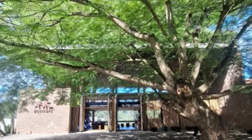 Morikafe Bandung: Forest Café di Tengah Hutan Pinus yang Cocok untuk Healing dan Ngopi Santai