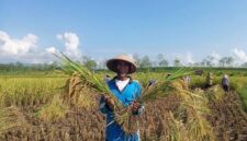 Mengapa Tidak Ada Kepastian Hasil Panen Akan Dibeli Pabrik?