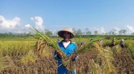 Mengapa Tidak Ada Kepastian Hasil Panen Akan Dibeli Pabrik?