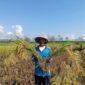 Mengapa Tidak Ada Kepastian Hasil Panen Akan Dibeli Pabrik?