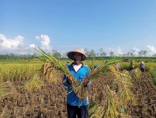 Mengapa Tidak Ada Kepastian Hasil Panen Akan Dibeli Pabrik?