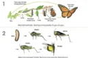 Mengapa nimfa lebih mungkin memakan makanan yang sama dengan hewan dewasa dibandingkan larva