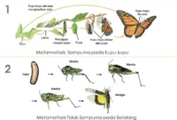 Mengapa nimfa lebih mungkin memakan makanan yang sama dengan hewan dewasa dibandingkan larva