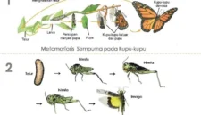 Mengapa nimfa lebih mungkin memakan makanan yang sama dengan hewan dewasa dibandingkan larva