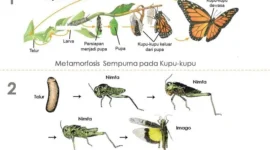 Mengapa nimfa lebih mungkin memakan makanan yang sama dengan hewan dewasa dibandingkan larva