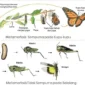 Mengapa nimfa lebih mungkin memakan makanan yang sama dengan hewan dewasa dibandingkan larva