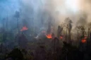 Penyebab Hutan Kalimantan Terbakar