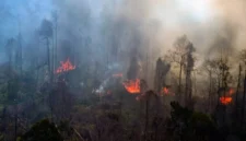 Penyebab Hutan Kalimantan Terbakar