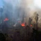 Penyebab Hutan Kalimantan Terbakar